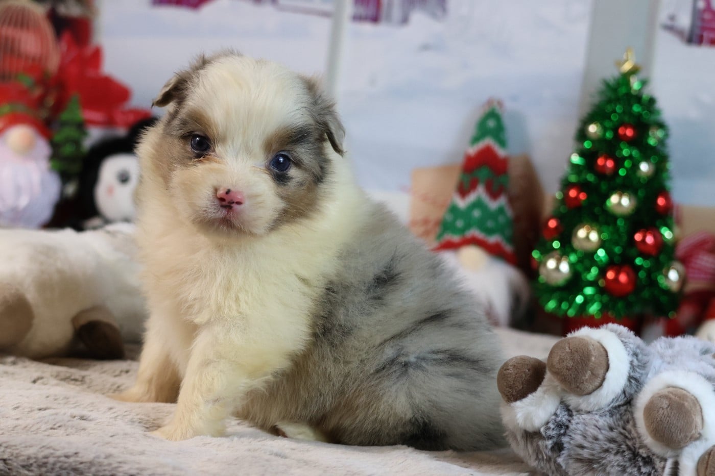 A KIND OF MAGIC ARES