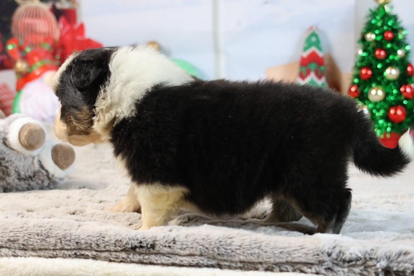 A KIND OF MAGIC SWANNY