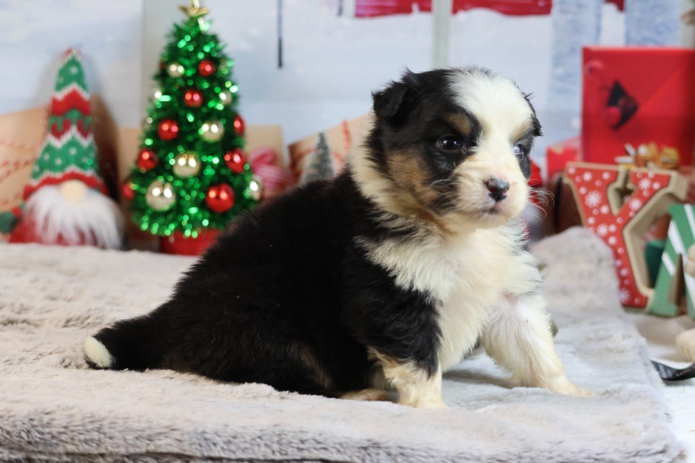 A KIND OF MAGIC SWANNY