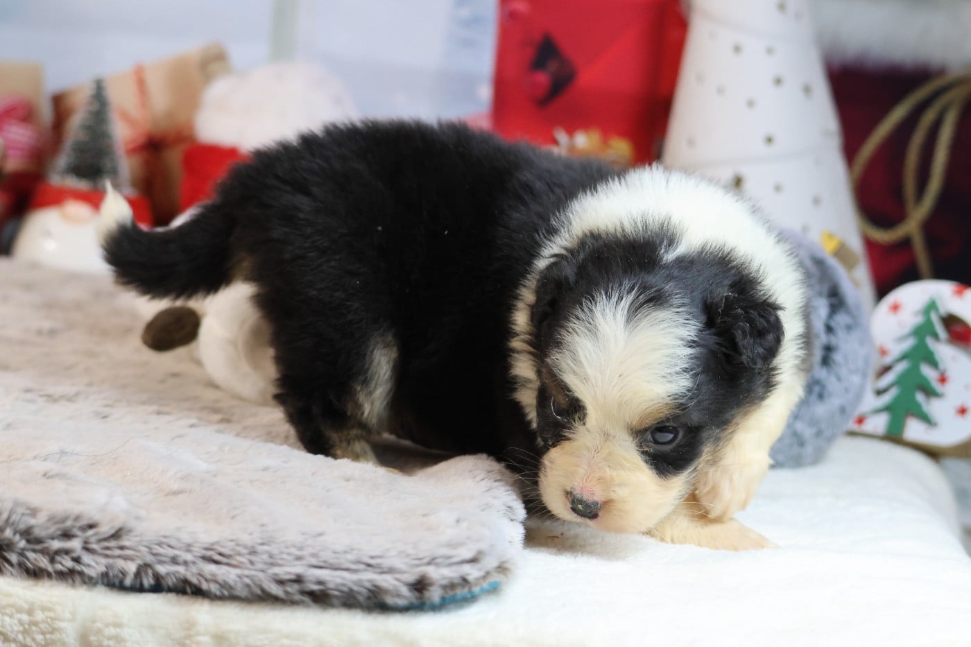 A KIND OF MAGIC SWANNY