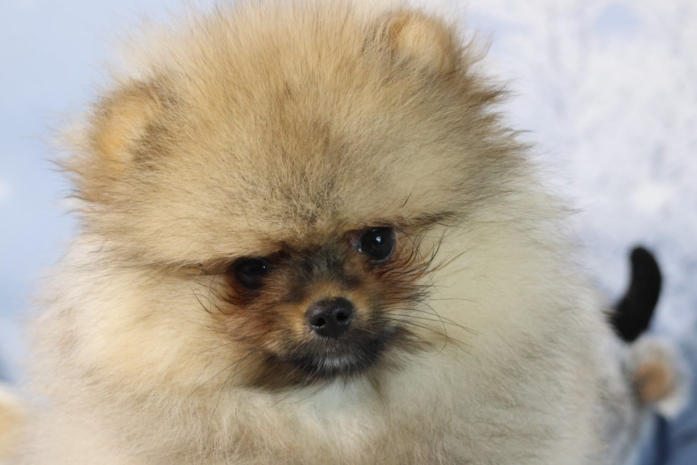 Spitz allemand - des Gardiens d'Hadès