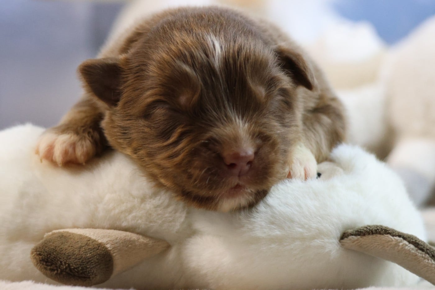 BORN FOR LALOUH'S MEMORY "biscotte"