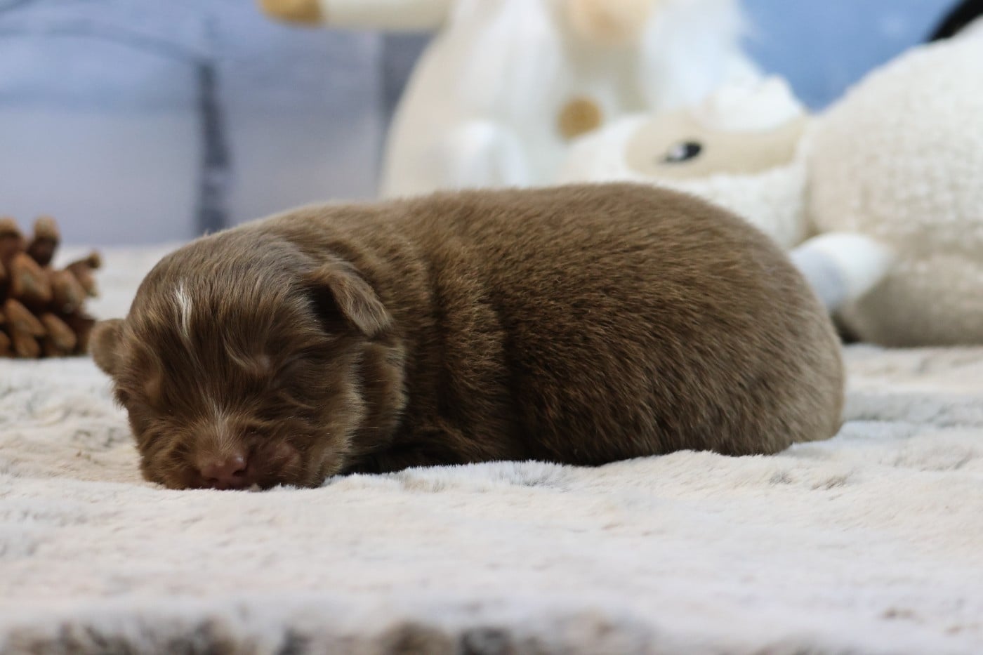 BORN FOR LALOUH'S MEMORY "biscotte"