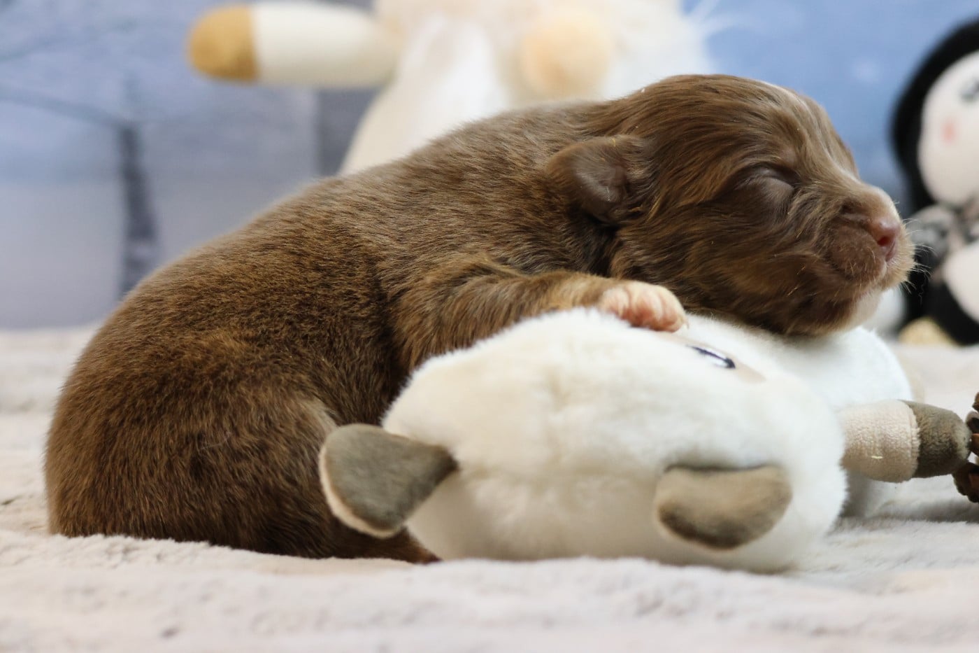 BORN FOR LALOUH'S MEMORY "biscotte"