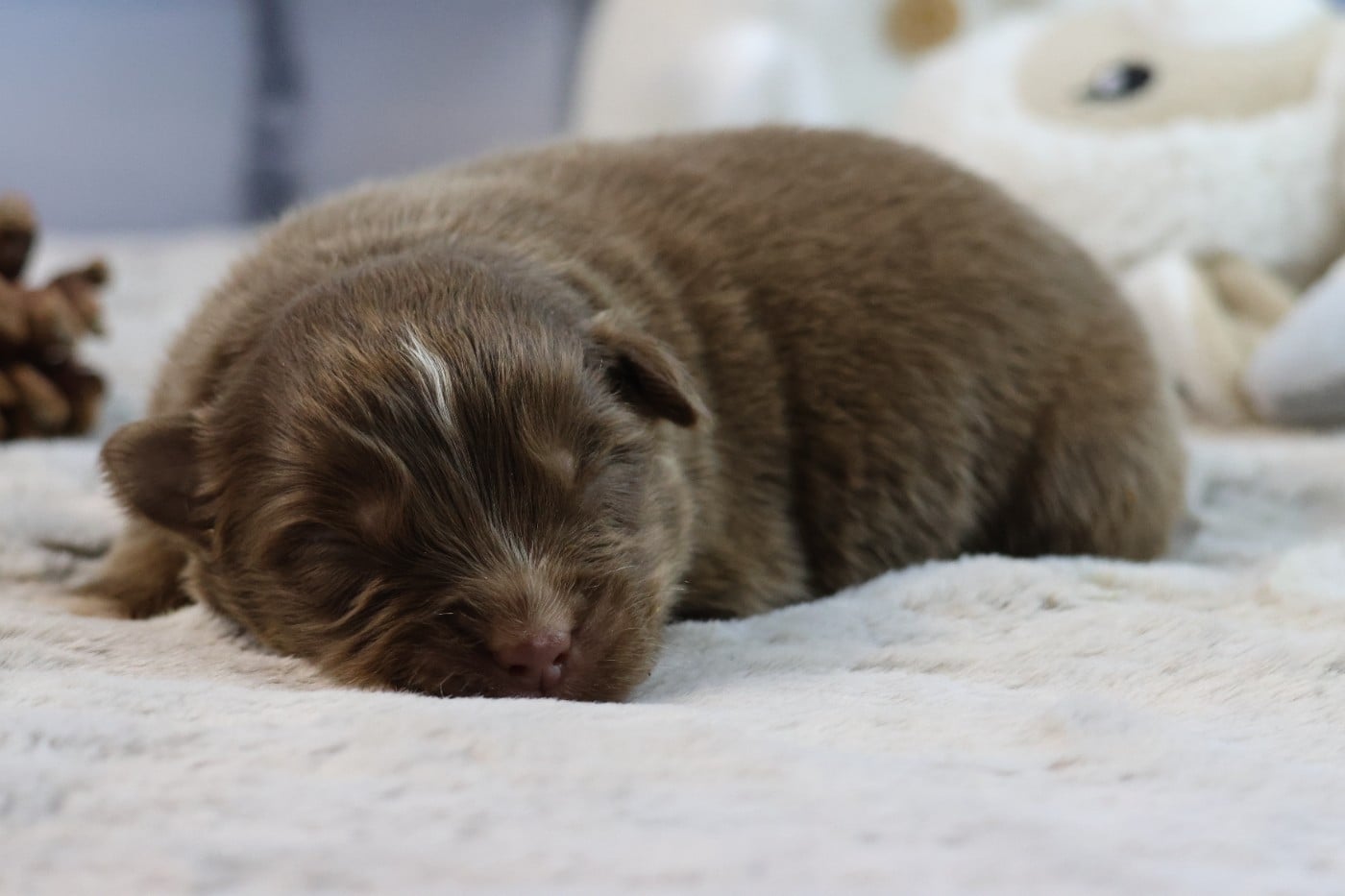 BORN FOR LALOUH'S MEMORY "biscotte"