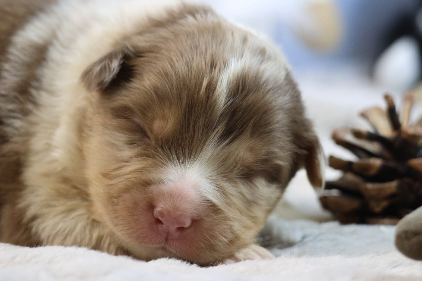 BORN FOR LALOUH"S MEMORY "bacchus"