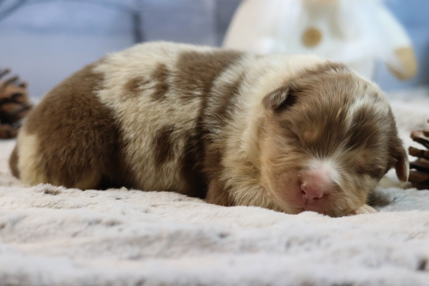 BORN FOR LALOUH"S MEMORY "bacchus"