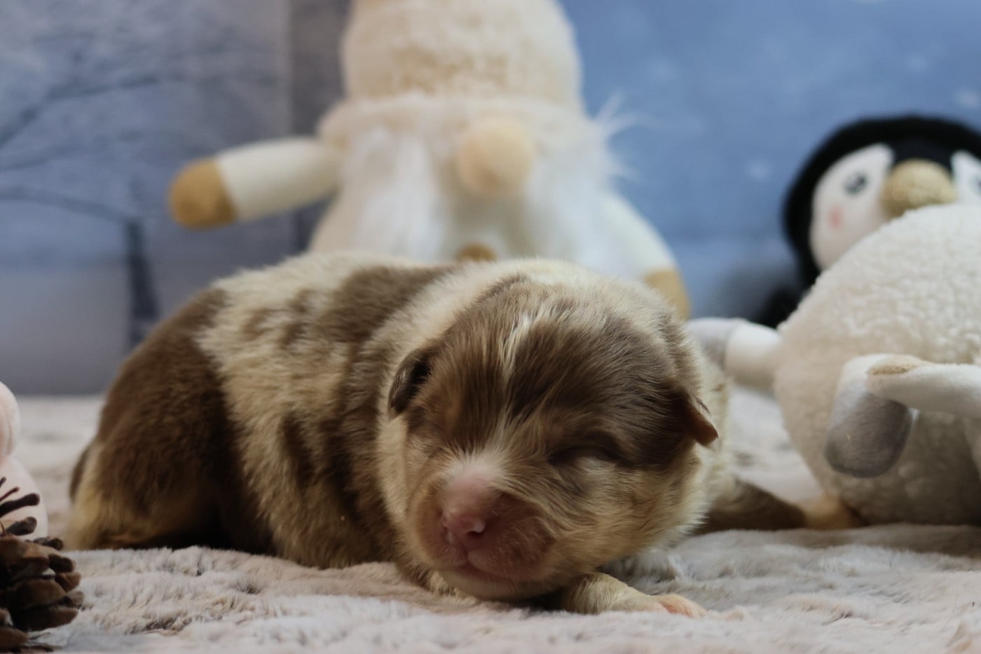 BORN FOR LALOUH"S MEMORY "bacchus"