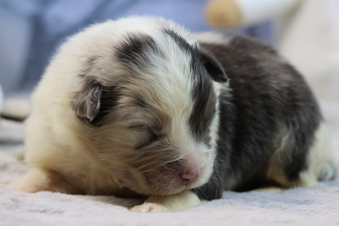 BORN FOR LALOUH'S MEMORY "barouk"