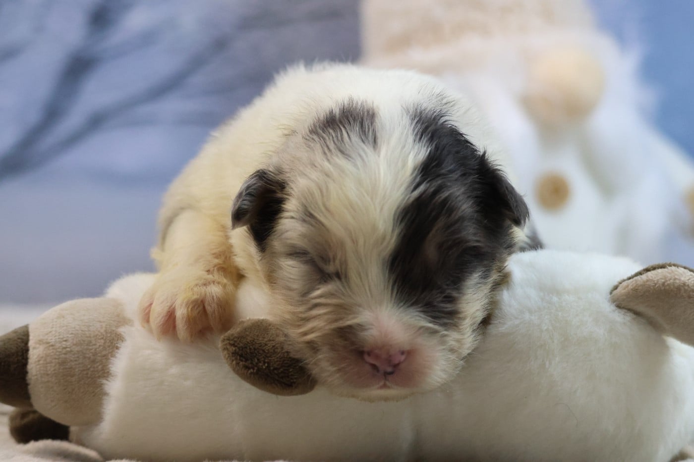 BORN FOR LALOUH'S MEMORY "barouk"