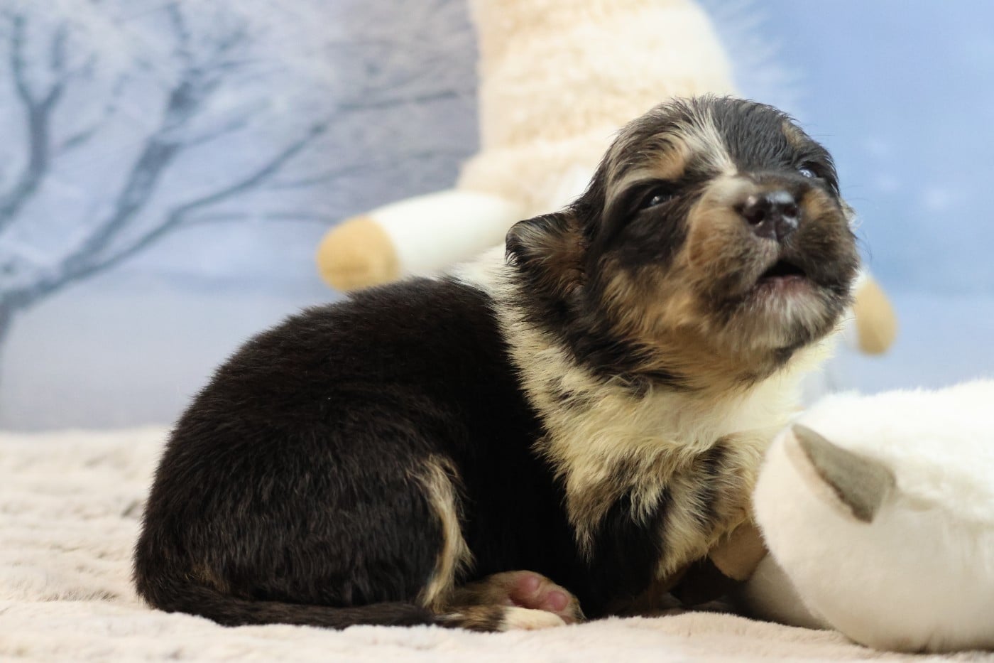 BORN FOR LALOUH'S MEMORY "barack"