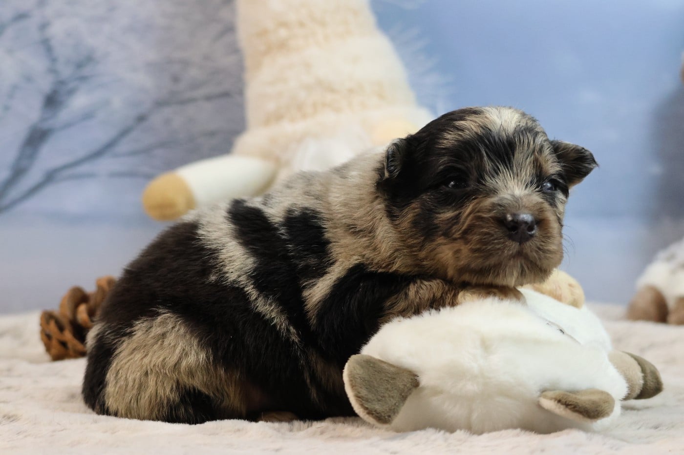 BORN FOR LALOUH'S MEMORY "brody"