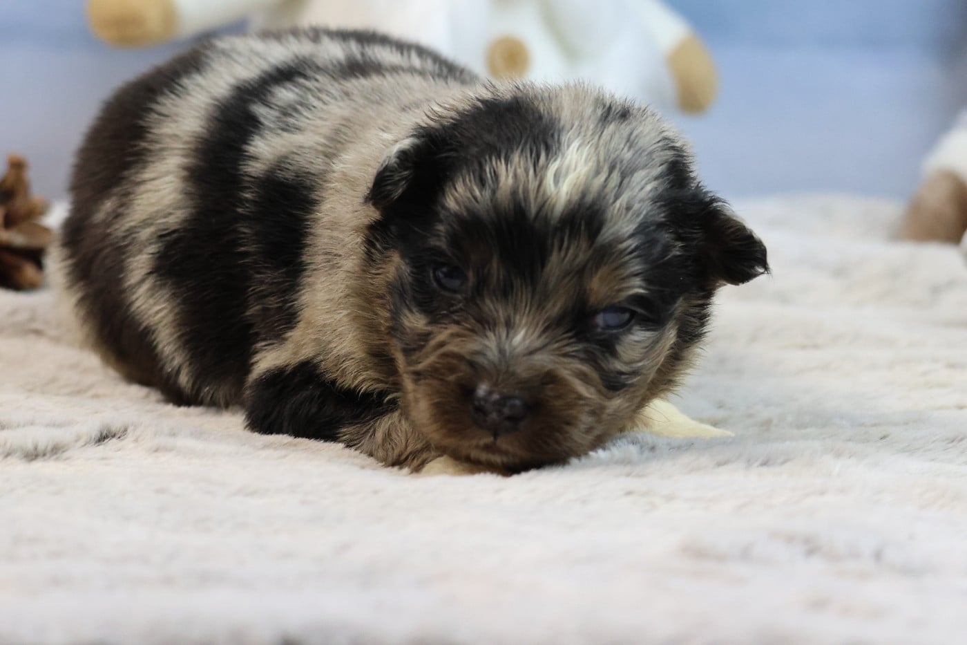 BORN FOR LALOUH'S MEMORY "brody"