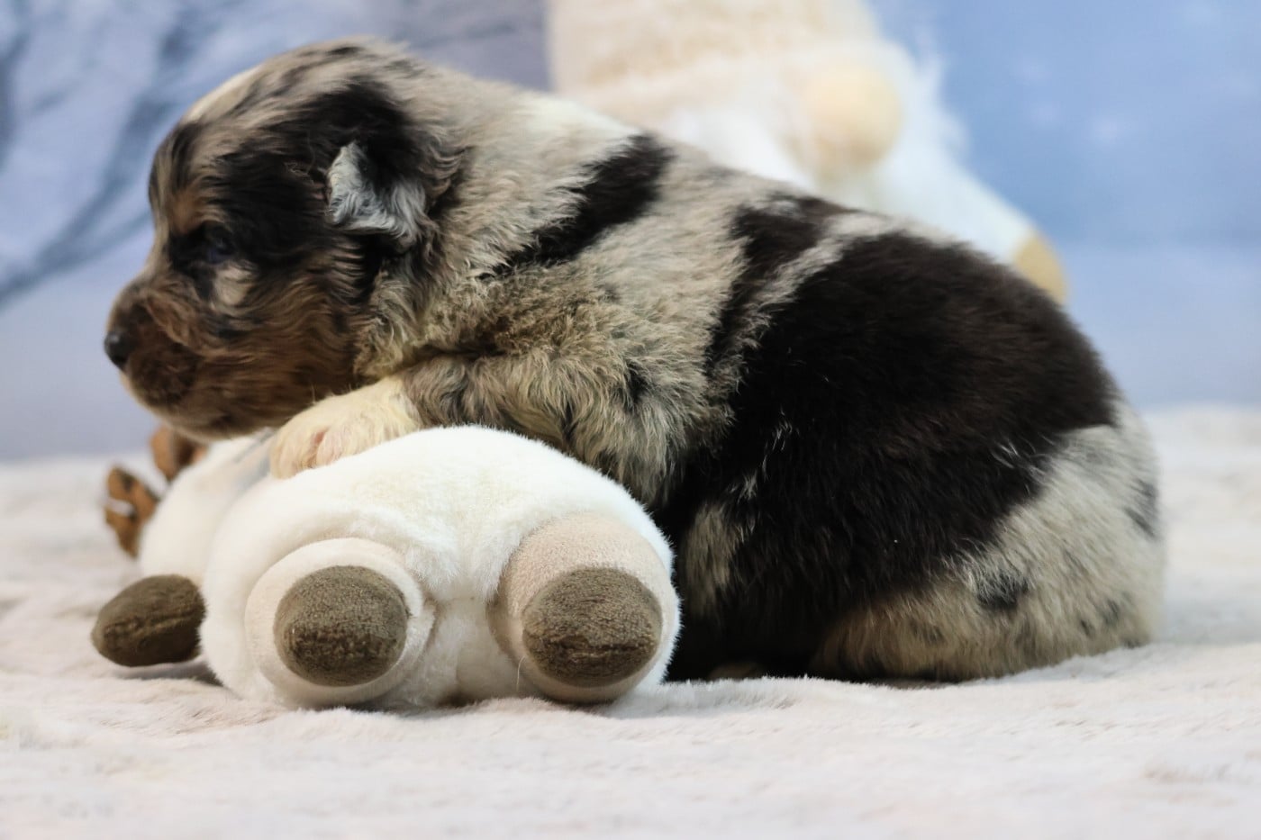 BORN FOR LALOUH'S MEMORY "brody"