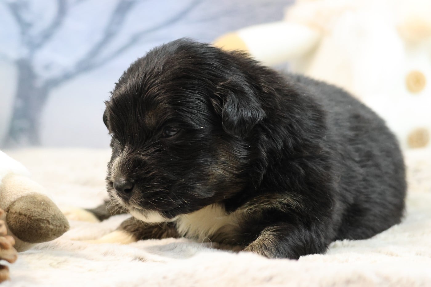 BORN FOR LALOUH'S MEMORY "betty"