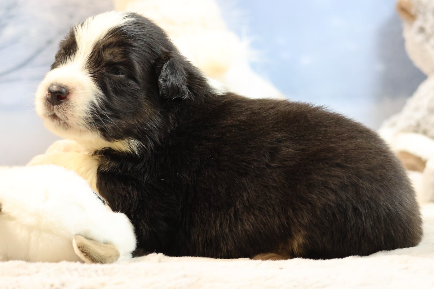 BORN FOR LALOUH'S MEMORY "barney"