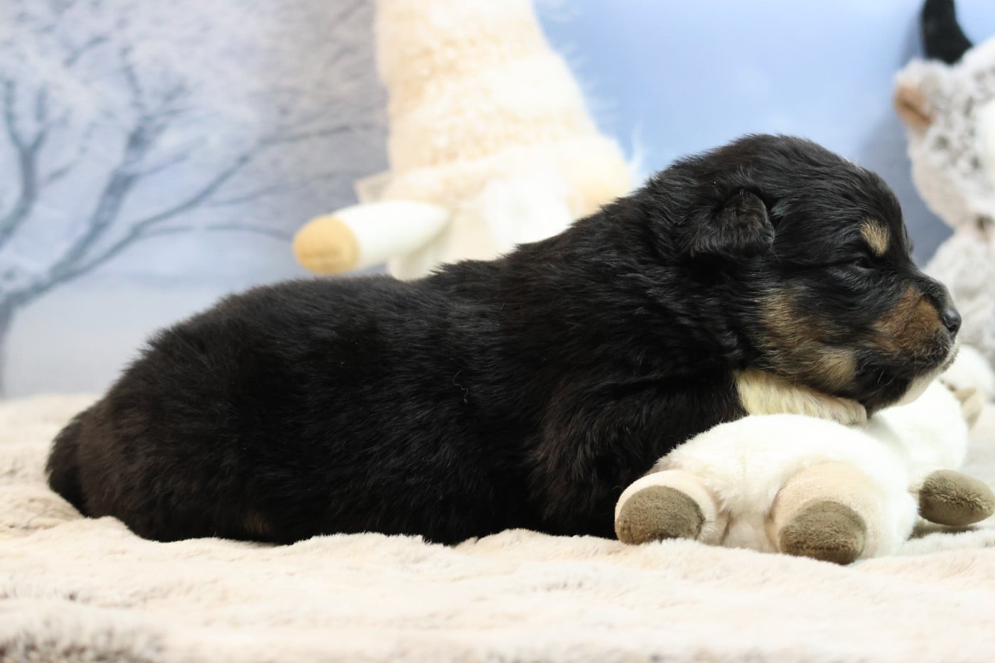 BORN FOR LALOUH'S MEMORY "baccara"