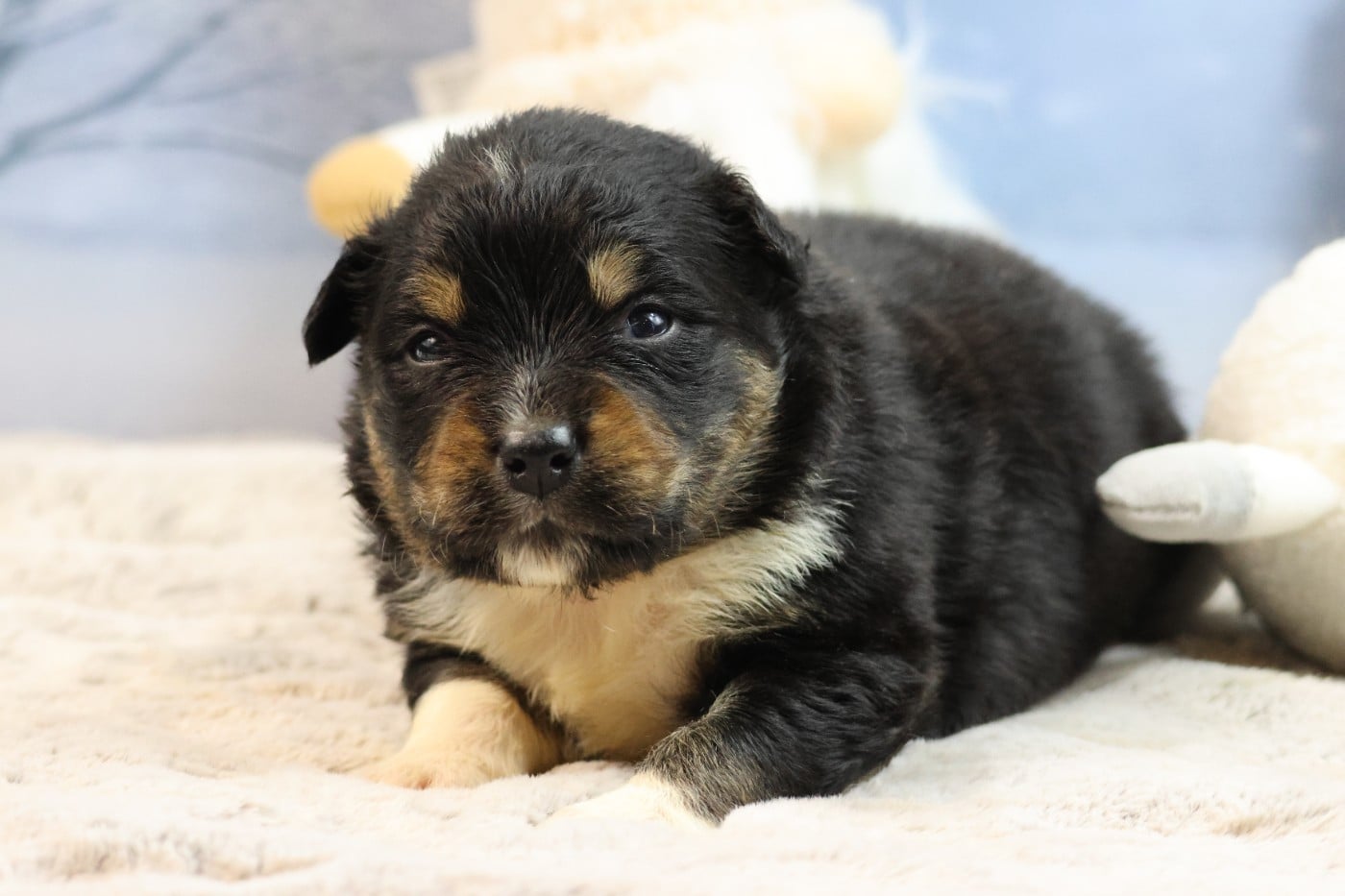 BORN FOR LALOUH'S MEMORY "baccara"