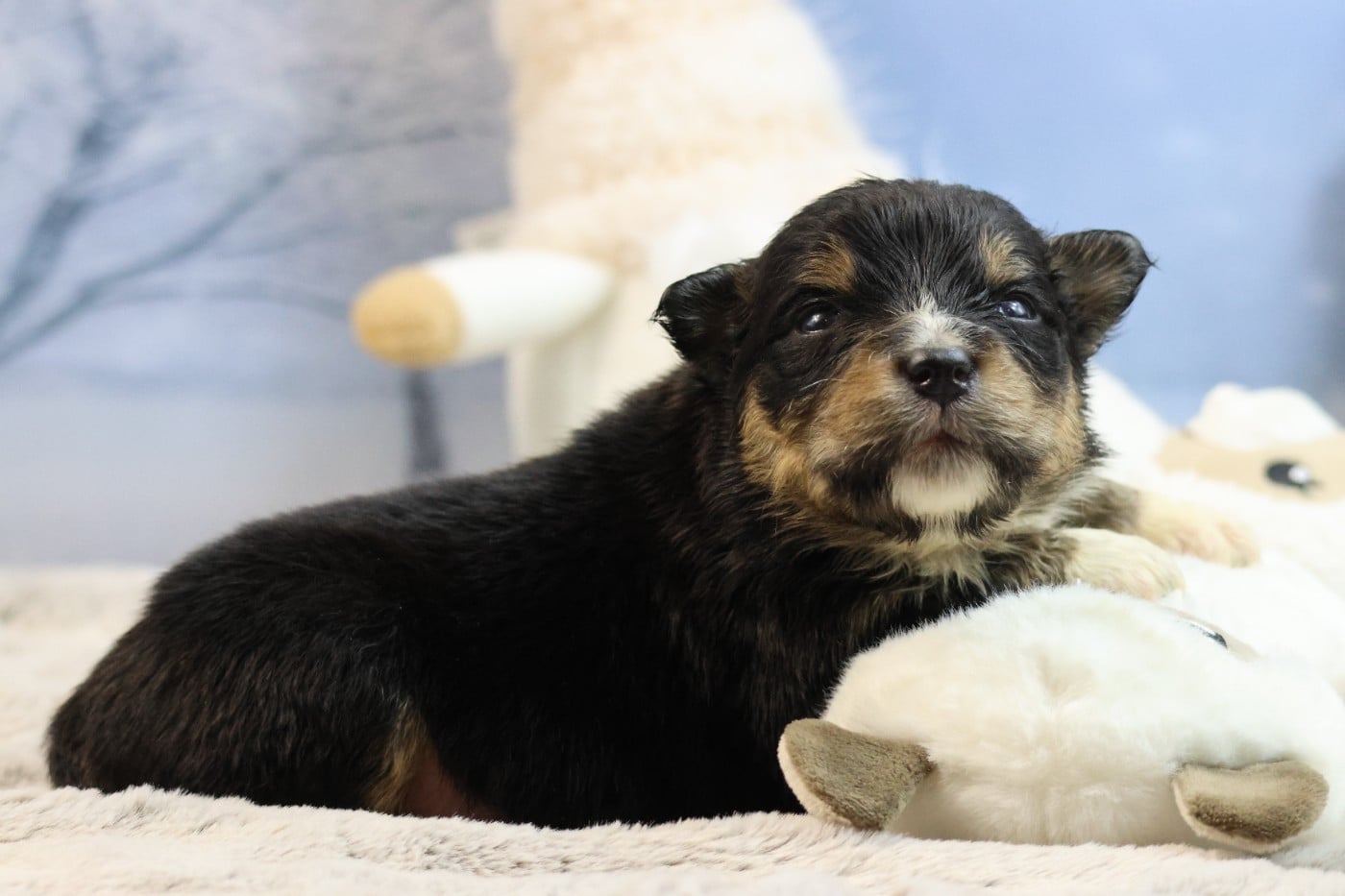 BORN FOR LALOUH'S MEMORY "babine"