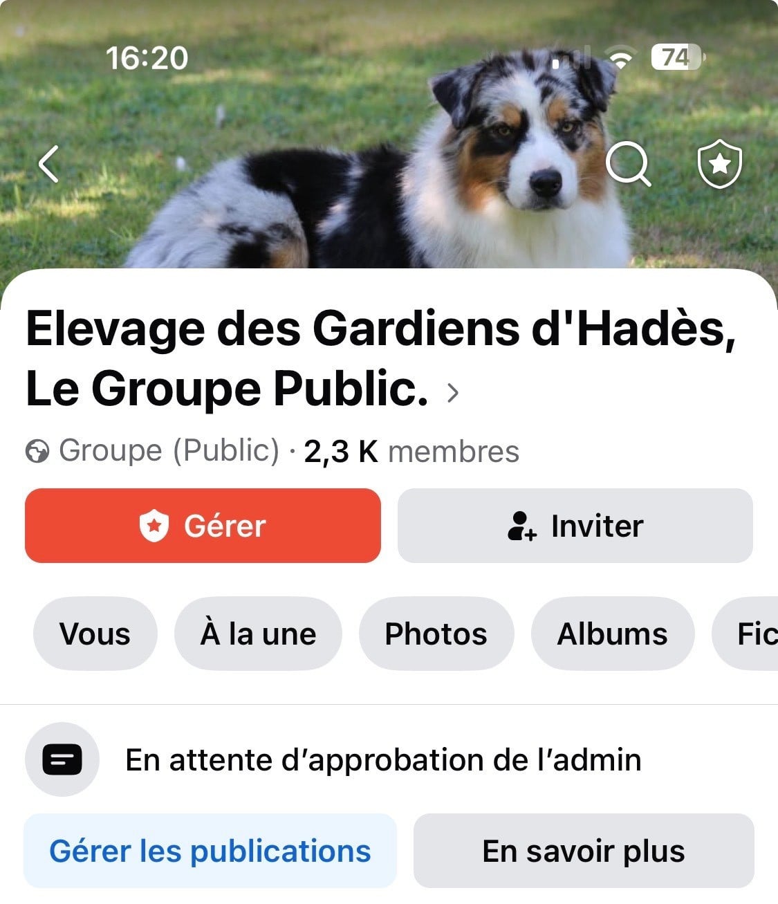 Spitz allemand - des Gardiens d'Hadès