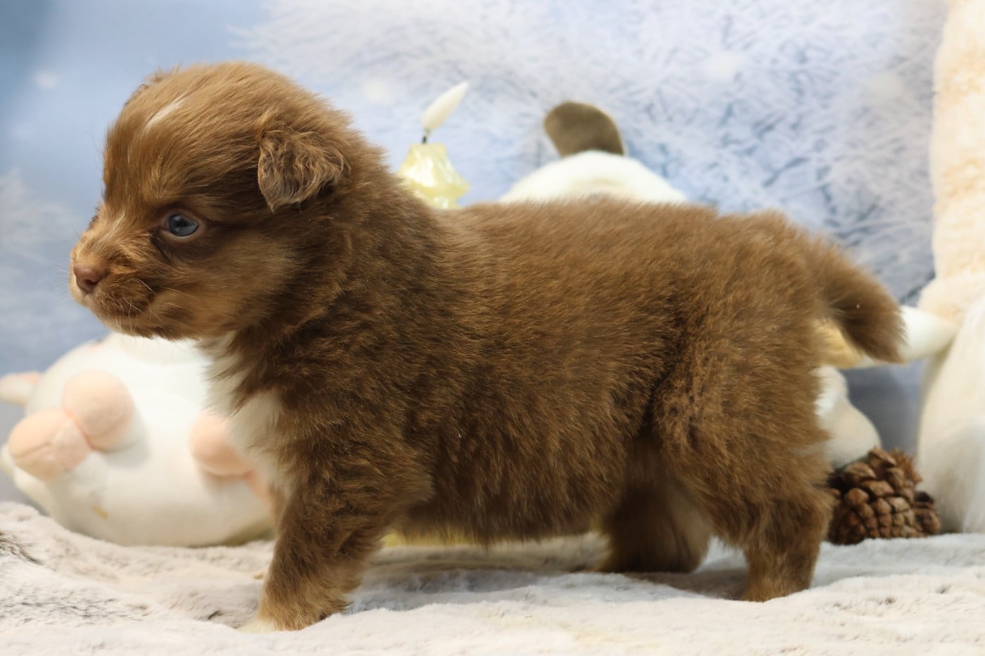 BORN FOR LALOUH'S MEMORY "biscotte"