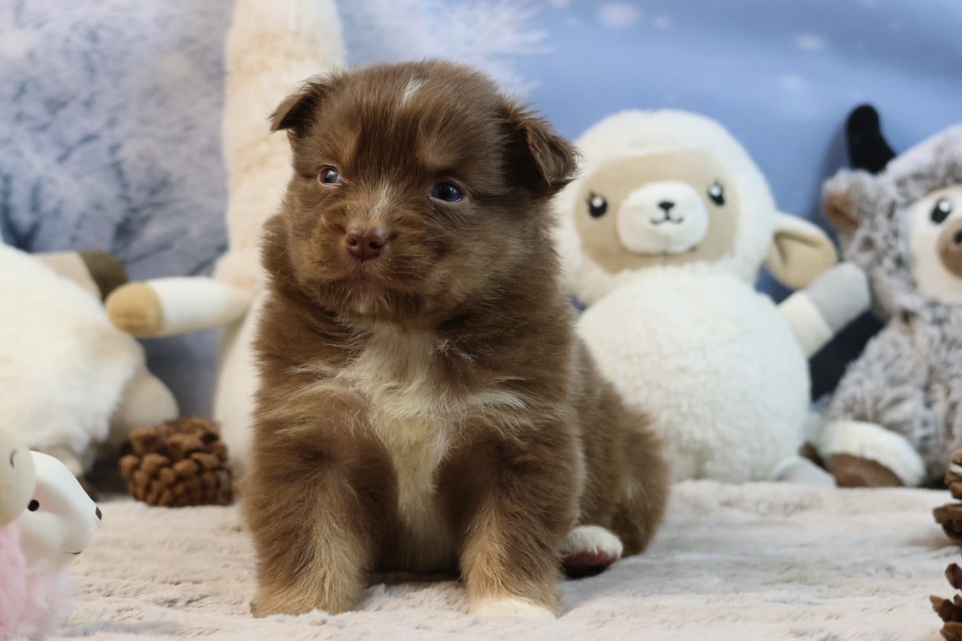 BORN FOR LALOUH'S MEMORY "biscotte"