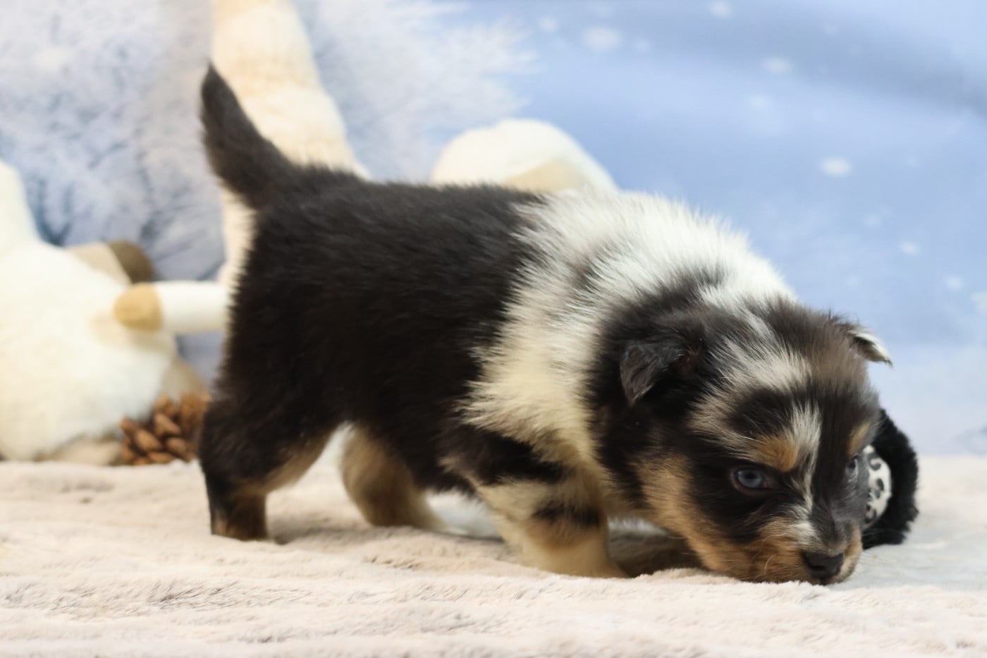 BORN FOR LALOUH'S MEMORY "barack"