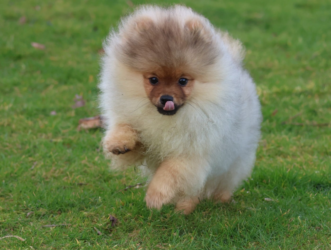 AVENTURES DISNEY PETER PAN