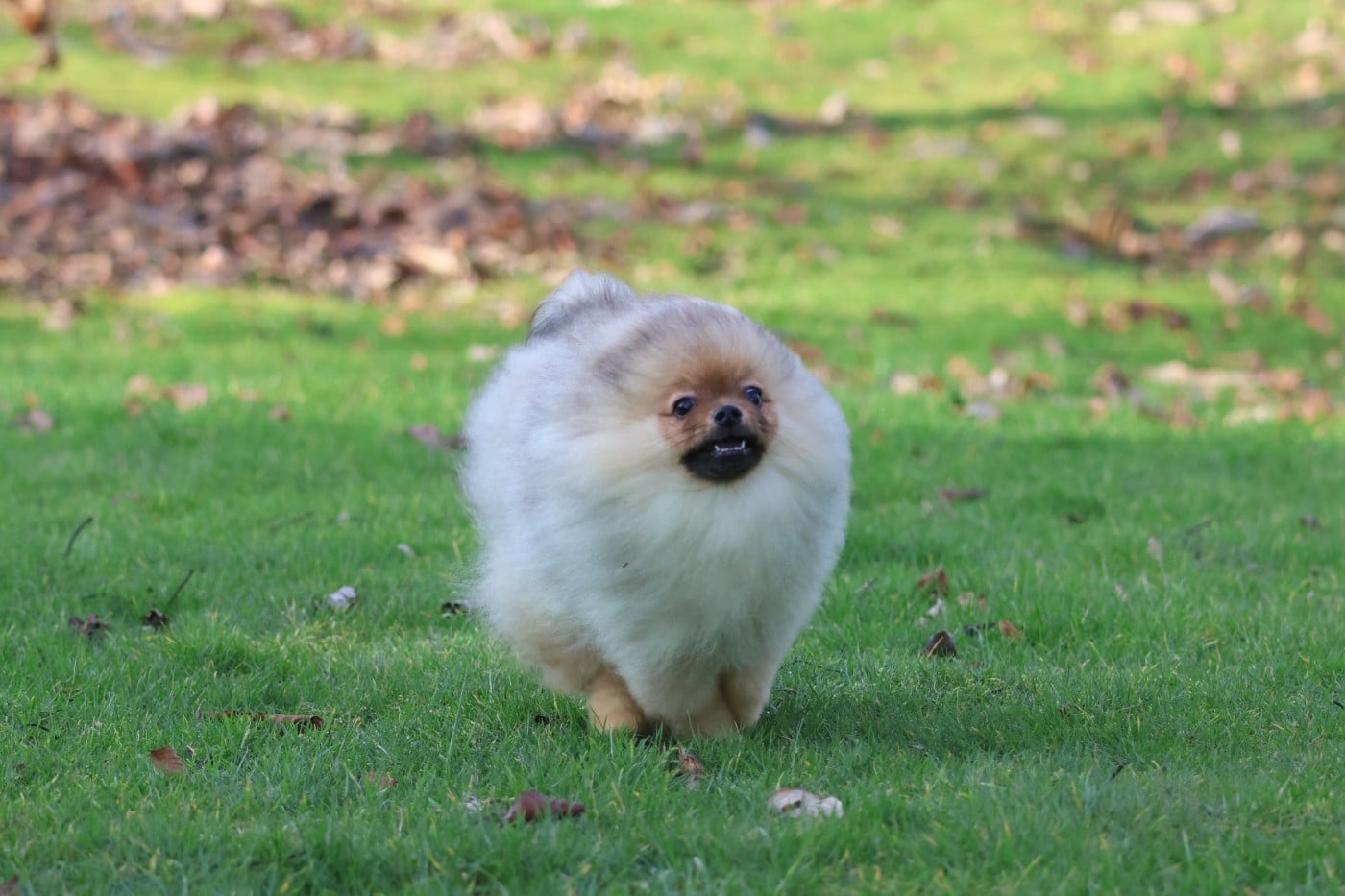 AVENTURES DISNEY PETER PAN