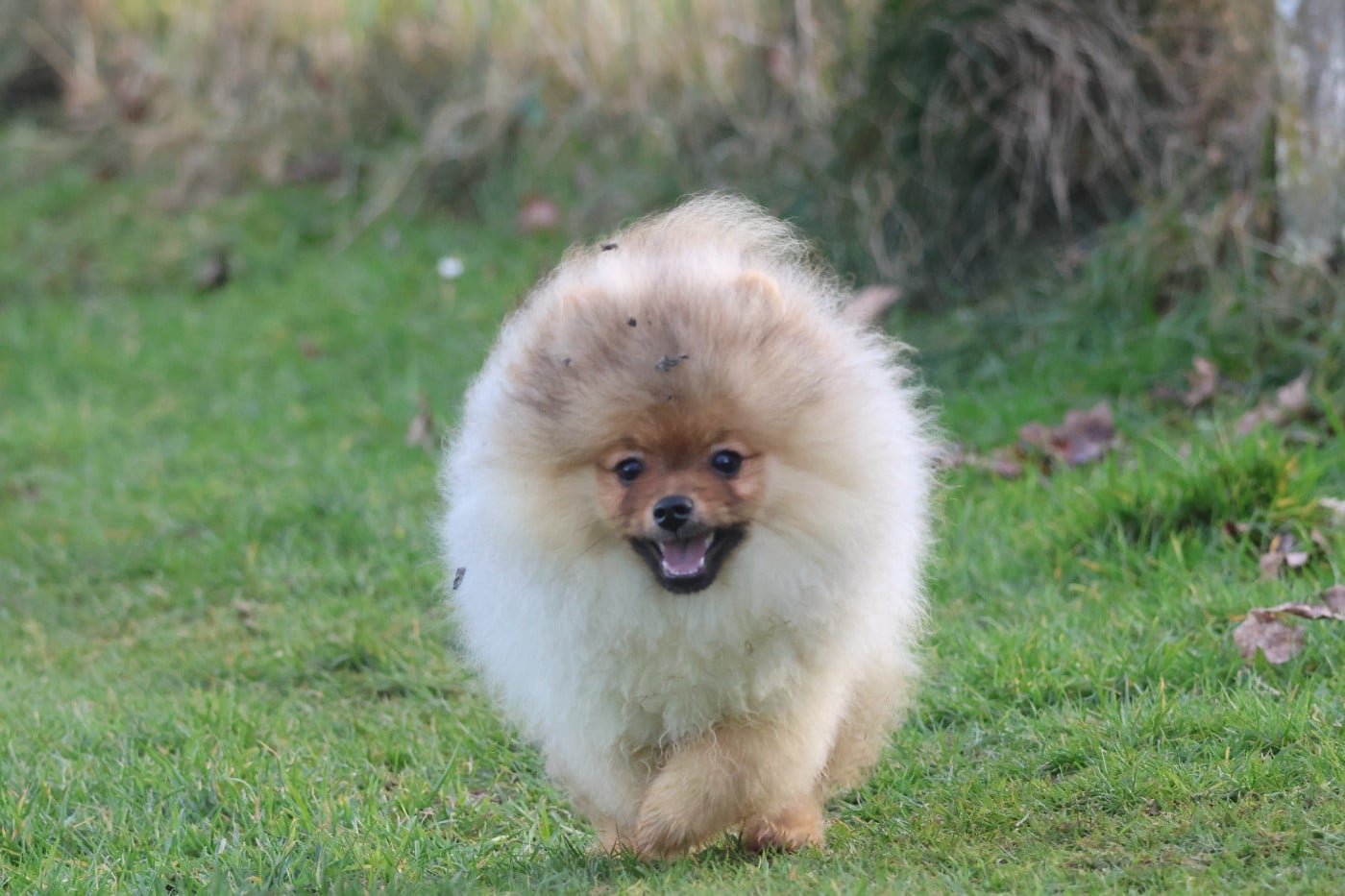 AVENTURES DISNEY PETER PAN