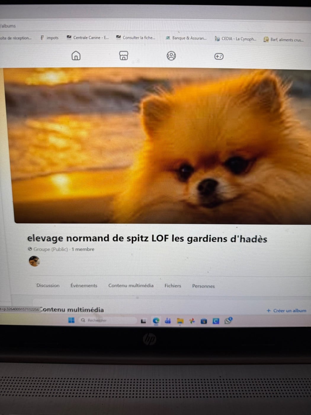 Spitz allemand - des Gardiens d'Hadès