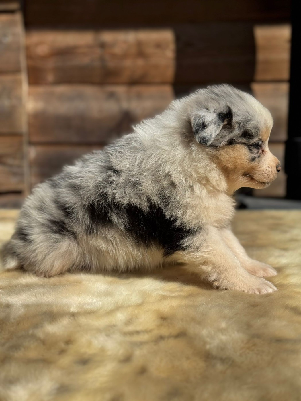 BABY CENDRILLON