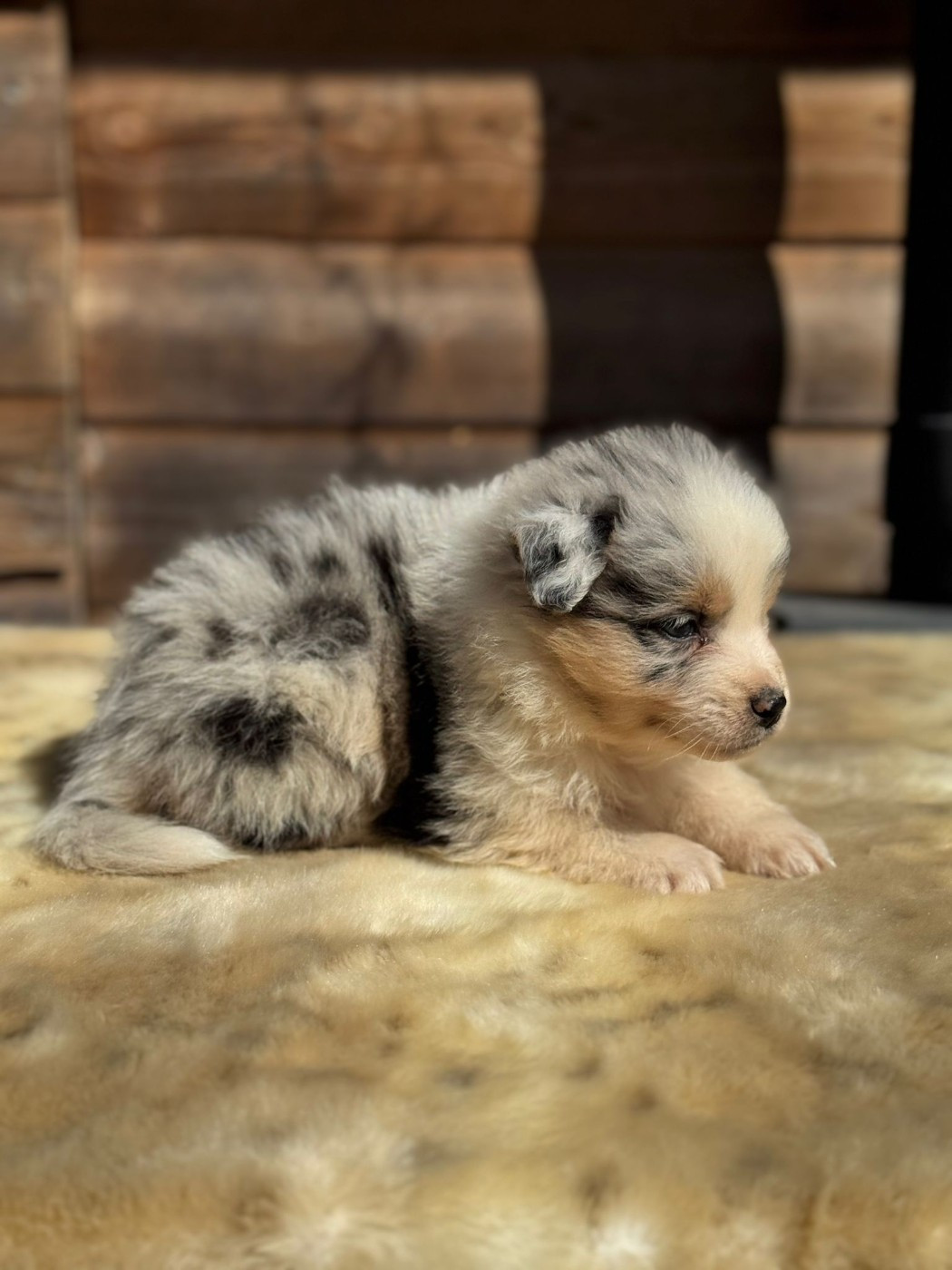 BABY CENDRILLON