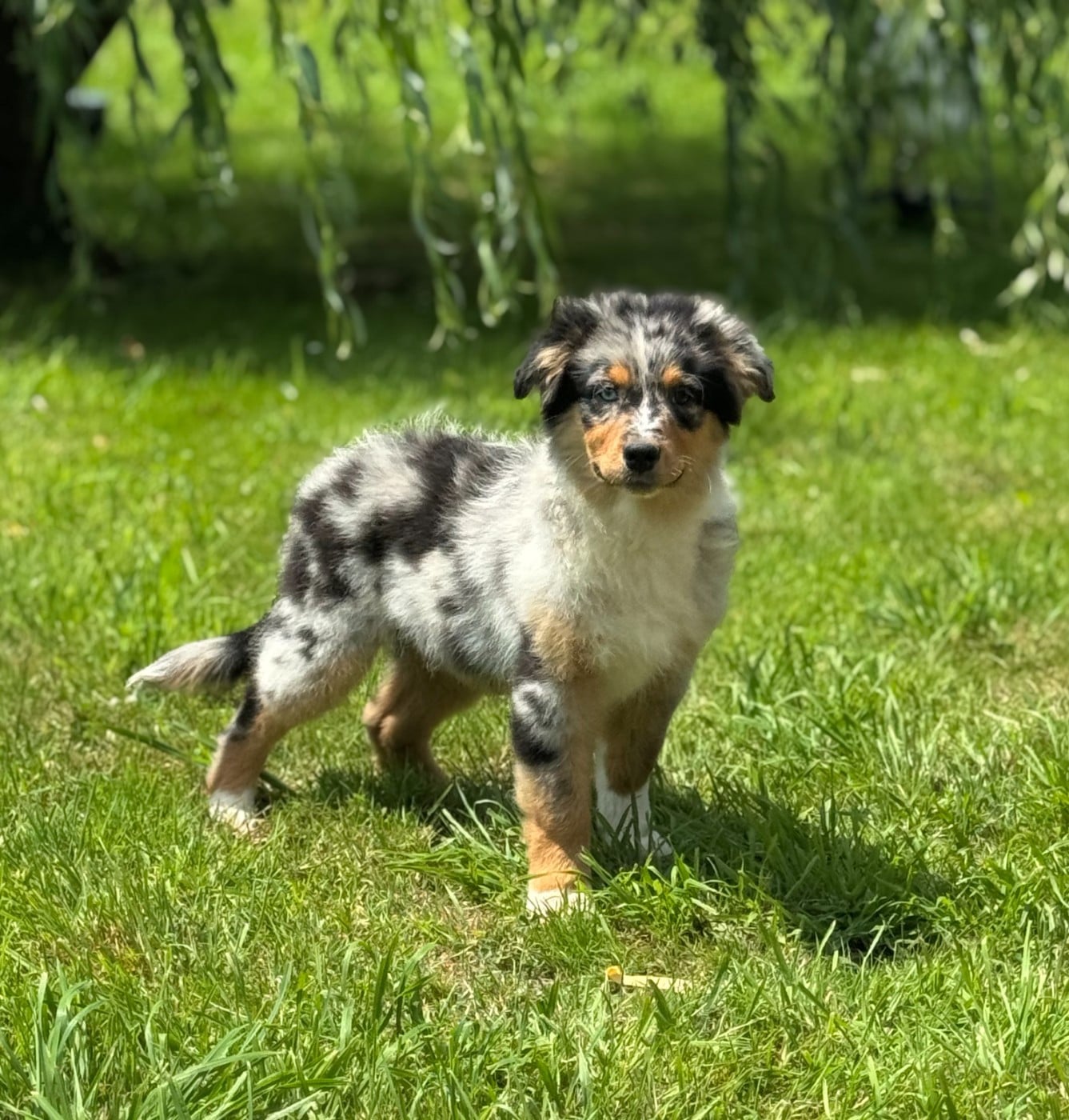 BABY VOLT