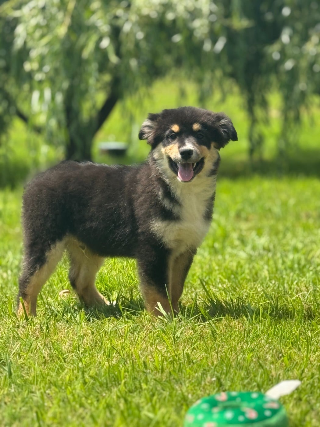 BABY MAUI