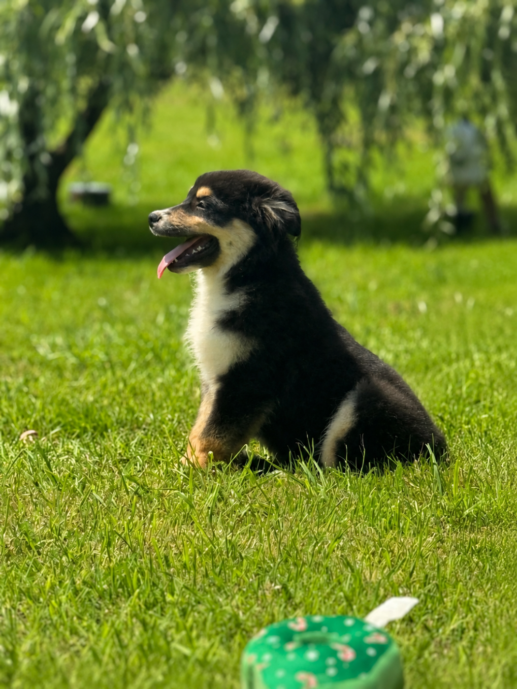 BABY MAUI