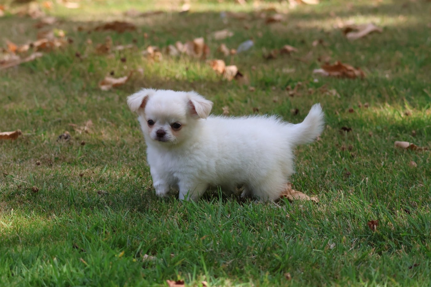 Chihuahua - des Gardiens d'Hadès