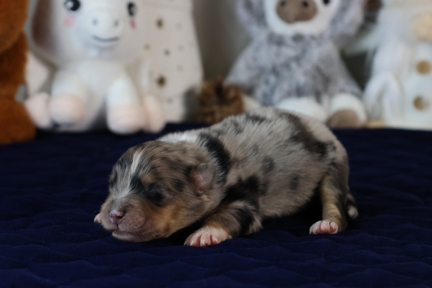 BEAUTY OF DAWN "Atlas" des Gardiens D'Hadès