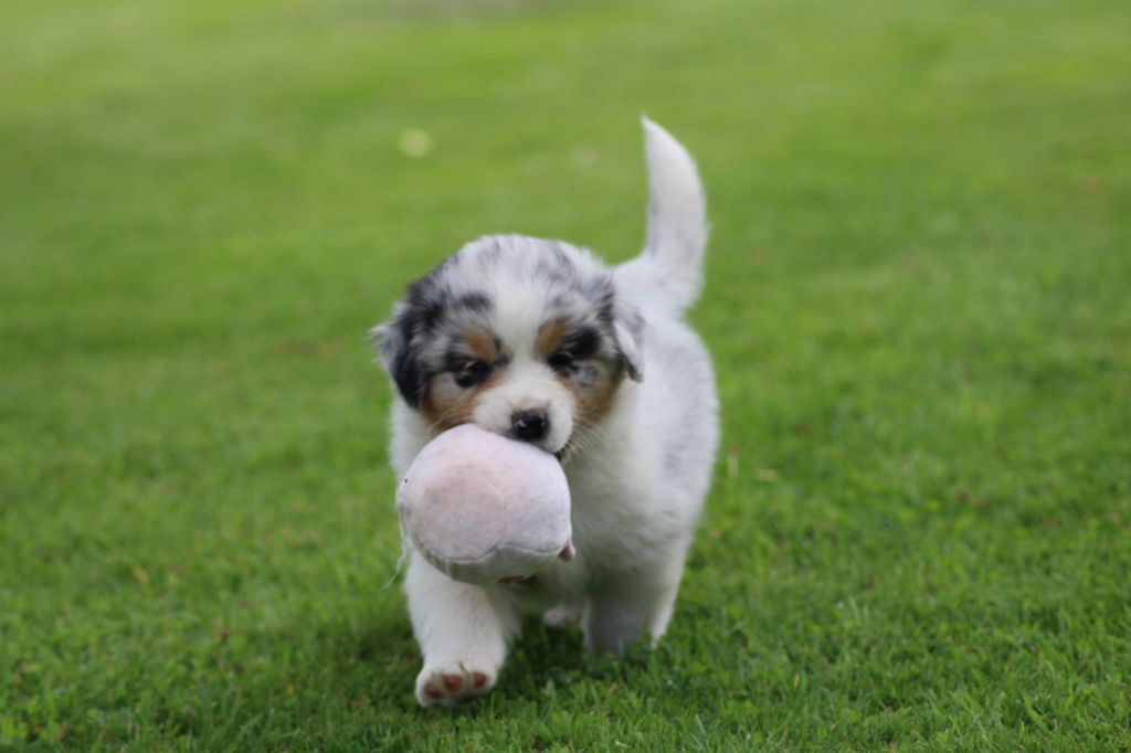 TANGERINE DREAM "LUNA" des gardiens d'hadès