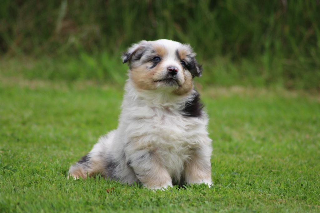 TANGERINE DREAM "SAM" des gardiens d'hadès
