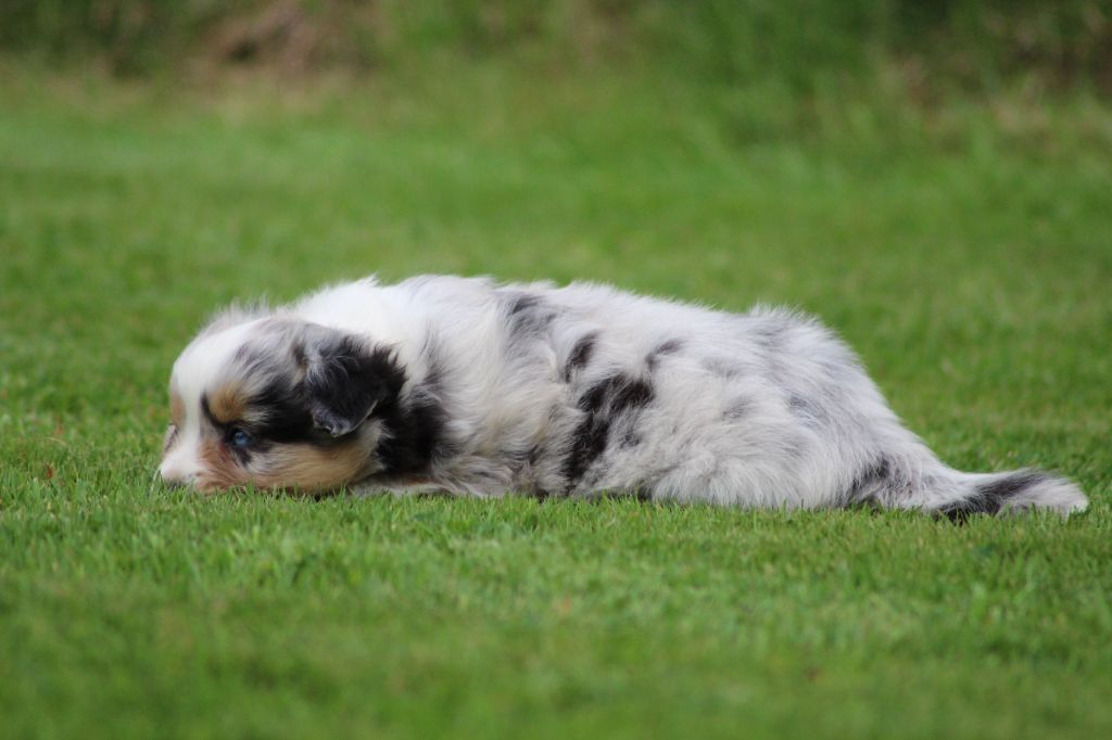 TANGERINE DREAM "SAM" des gardiens d'hadès