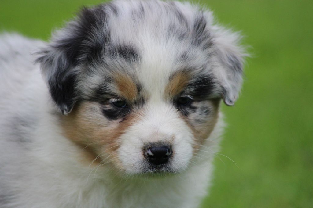 TANGERINE DREAM "LUNA" des gardiens d'hadès