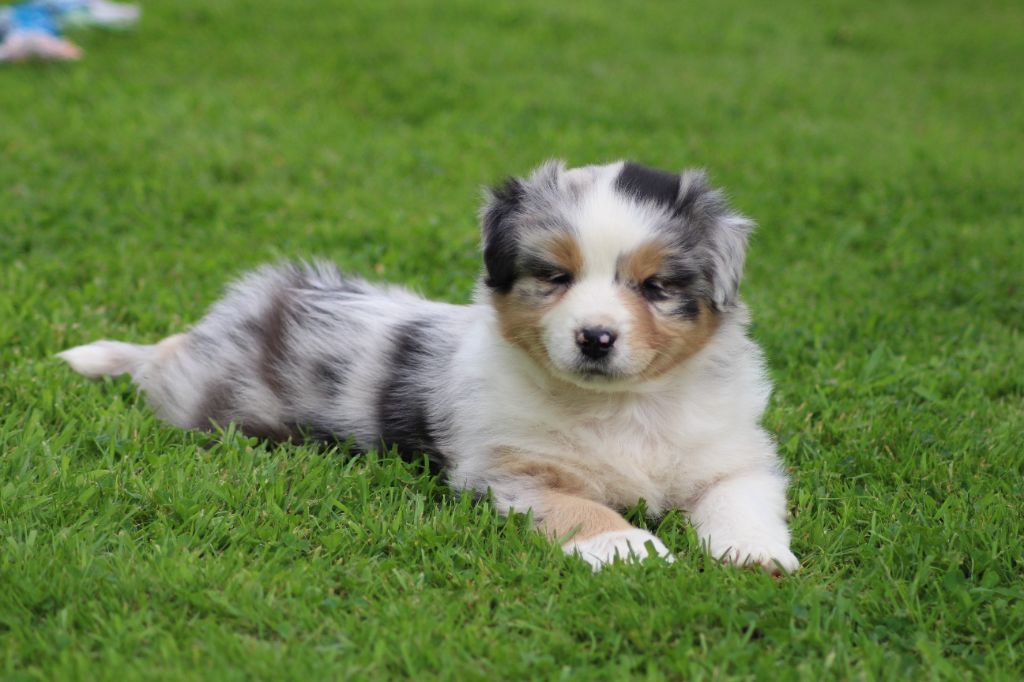 TANGERINE DREAM "POP"S" des gardiens d'hadès