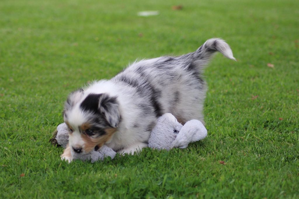TANGERINE DREAM "POP"S" des gardiens d'hadès