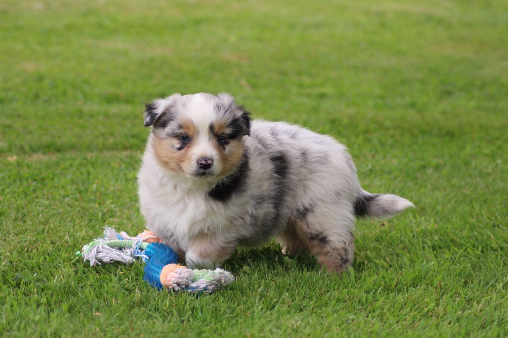 TANGERINE DREAM "SAM" des gardiens d'hadès