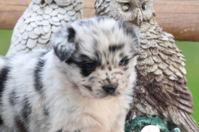 Les chiots de Berger Australien