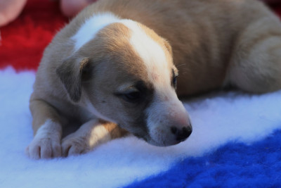 Les chiots de Whippet