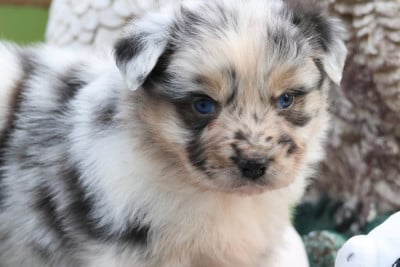 Les chiots de Berger Australien