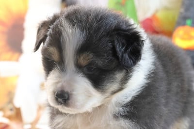 Les chiots de Berger Australien