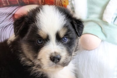 Les chiots de Berger Australien